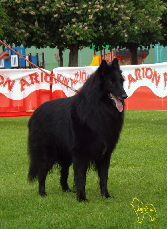 Porthos De Lobos D�Eume (Thor) Exc 5 Abierta machos